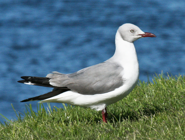 grey-headed-gull