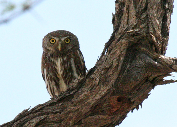 pearl-spotted-owlet