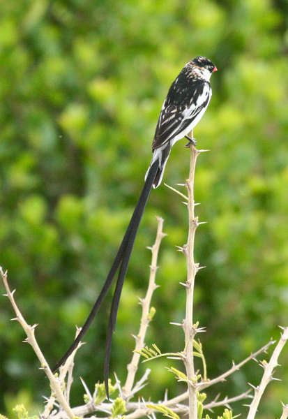pin-tailed-whydah
