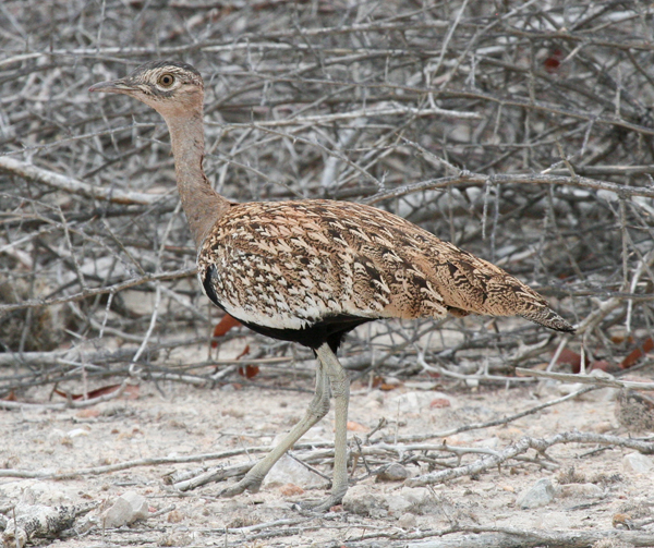 red-crested-korhaan