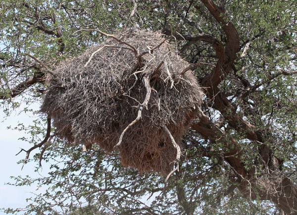 soc-weaver-nest