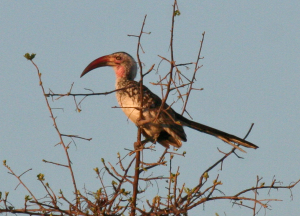 southern-red-billed-hornbill