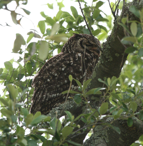 spotted-eagle-owl