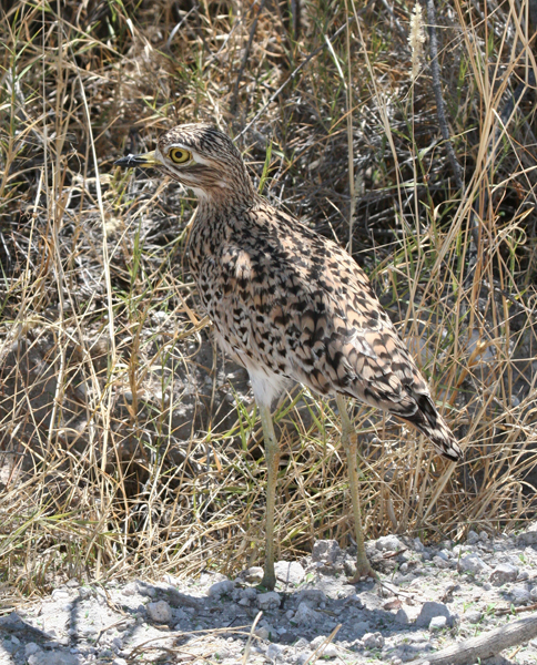 spotted-thick-knee