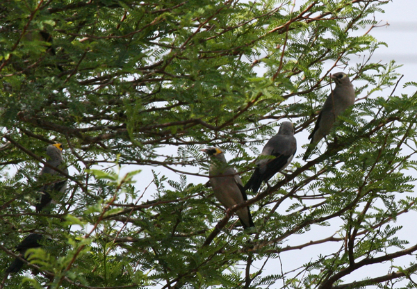 wattled-starlings