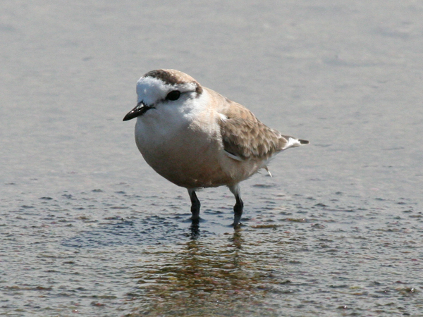 white-fronted-plover