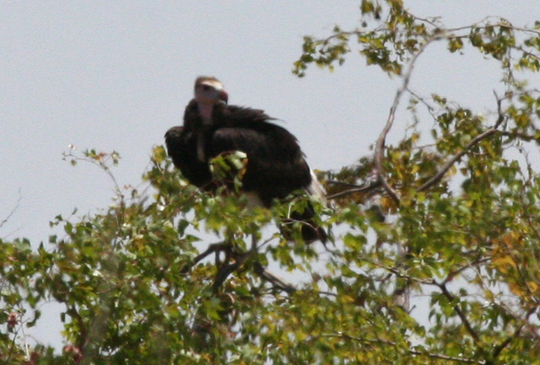 white-headed-vulture