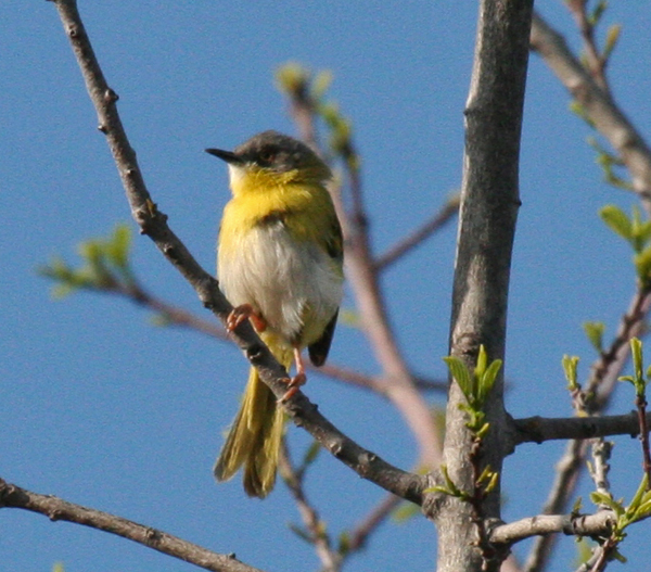 yellow-breasted-apalis