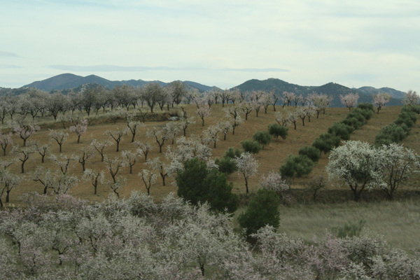 almond-trees
