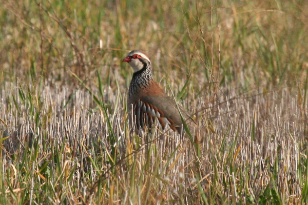 red-legged-partridge