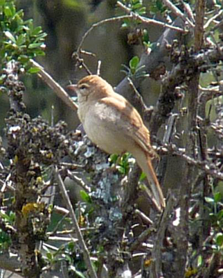 rufous-tailed-scrub-robin