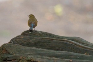 DSC_5749_Red-flanked Bluetail 1