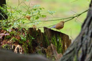 DSC_5759_Red-flanked Bluetail 2